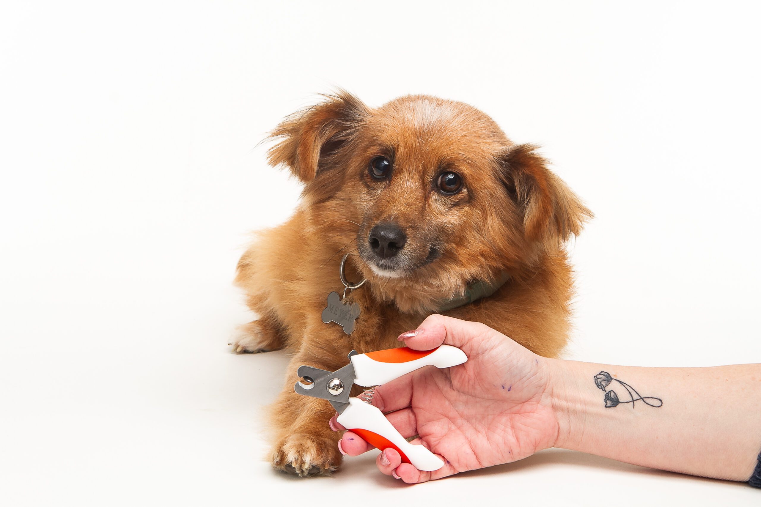 ناخن گیر سگ خوشگل