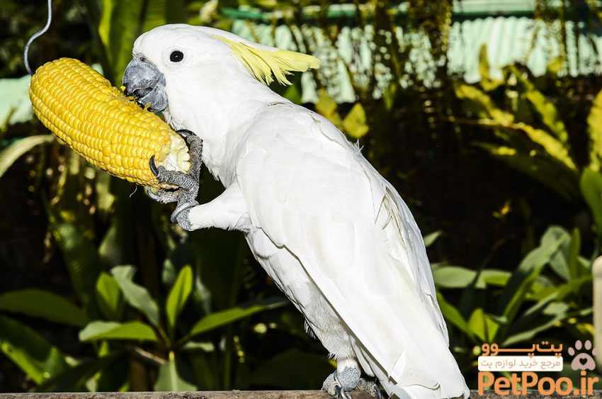 غذای کاکادو باید ترکیبی از خوراکی های تازه، مغزی جات و پلت باشه تا در زندگی شهری، بتونه عمر بیشتری کنه!