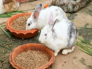 غذای خرگوش