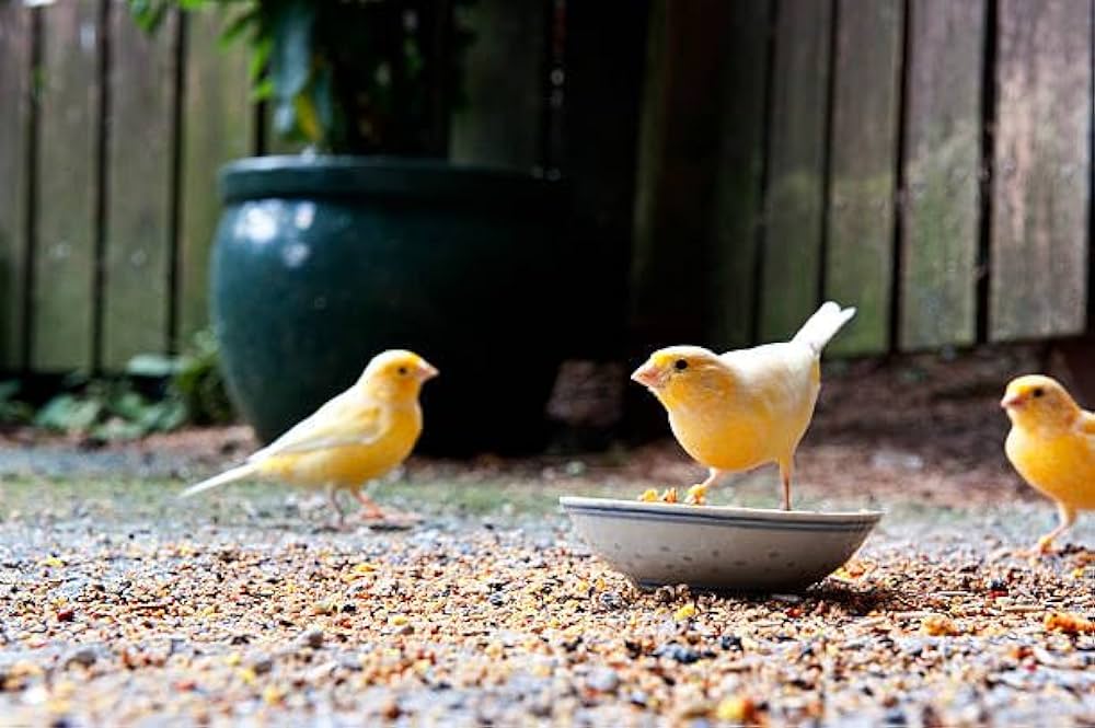 غذای قناری
