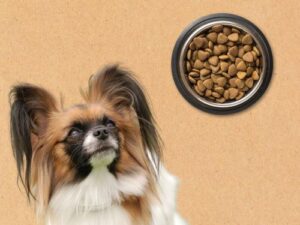 غذای سگ پاپیون