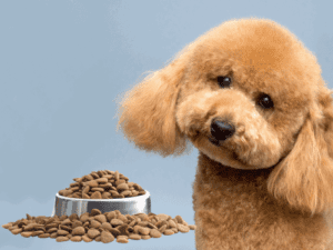غذای پودل