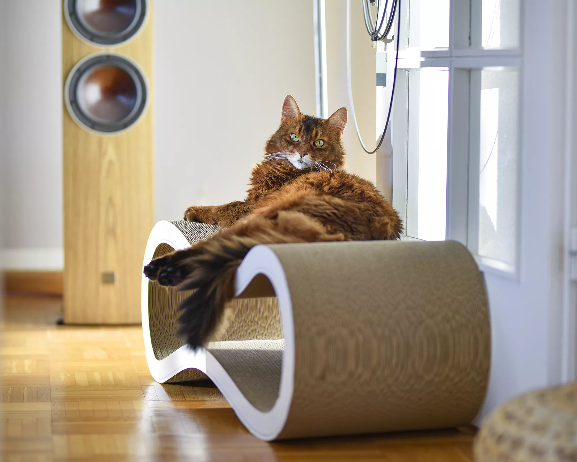 اسکرچر گربه خوابیدنی