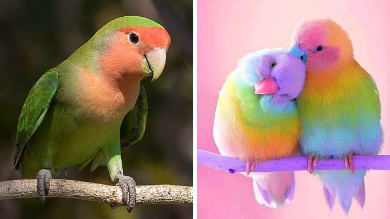 غذای طوطی برزیلی در طبیعت بسیار تنوع زیادی دارد!