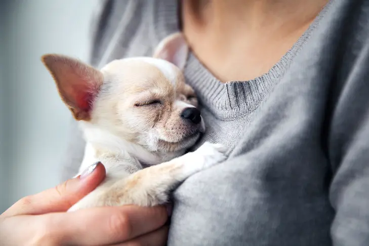 petpoo support animals