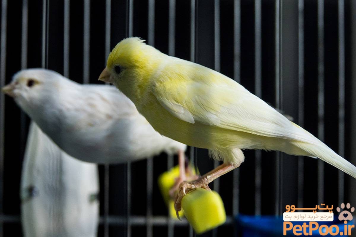 معرفی قناری (Canary): همه چیز درباره این نژاد 3 معرفی قناری