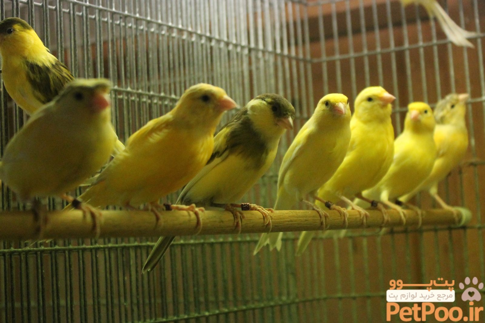 معرفی قناری (Canary): همه چیز درباره این نژاد 2 درباره قناری