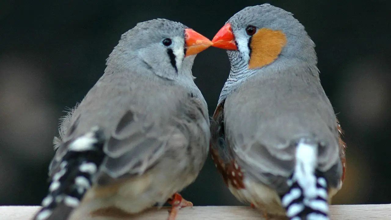 معرفی کامل فنچ (Finch): همه چیز درباره این نژاد