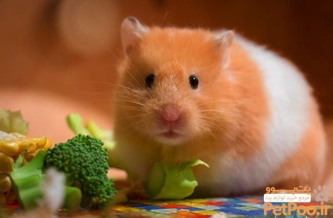 از کجا بفهمیم همستر چند ماهه است؟ راهنمای تشخیص سن 5 Hamster 7