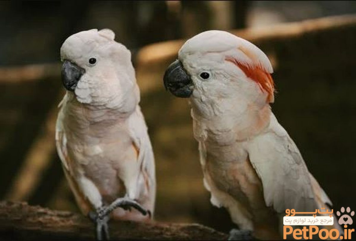 معرفی کامل طوطی کاکادو (Cockatoos): همه چیز درباره این نژاد