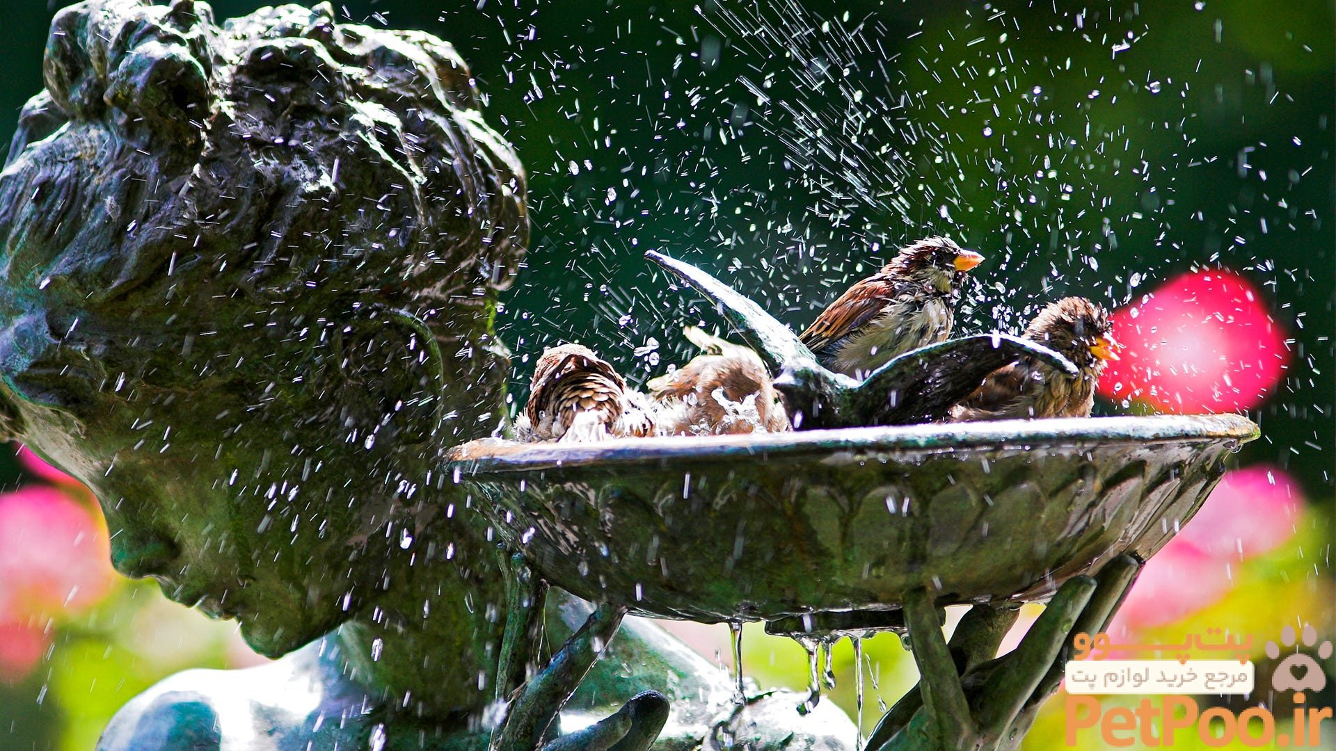 ناصرالدین شاه قاجار چه حیوانات خانگیای داشت؟ 2 Rub A Dub Dub How Do Birds Bathe 1