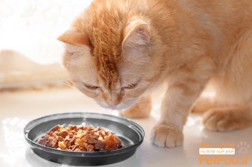 How Much Wet Food to Feed a Cat | Closer Pets
