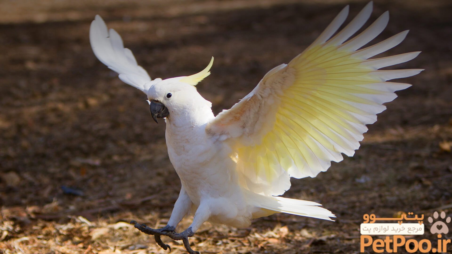 راهنمای خرید کاکادو (Cockatoos) 4 راهنمای خرید کاکادو