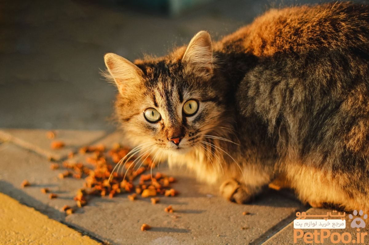 آیا غذای خشک ایرانی برای گربه ضرر دارد 2 How to Choose the Best Food for Your Cat - PetHelpful