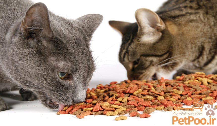 آیا غذای خشک ایرانی برای گربه ضرر دارد 4 best dry cat food in 2019