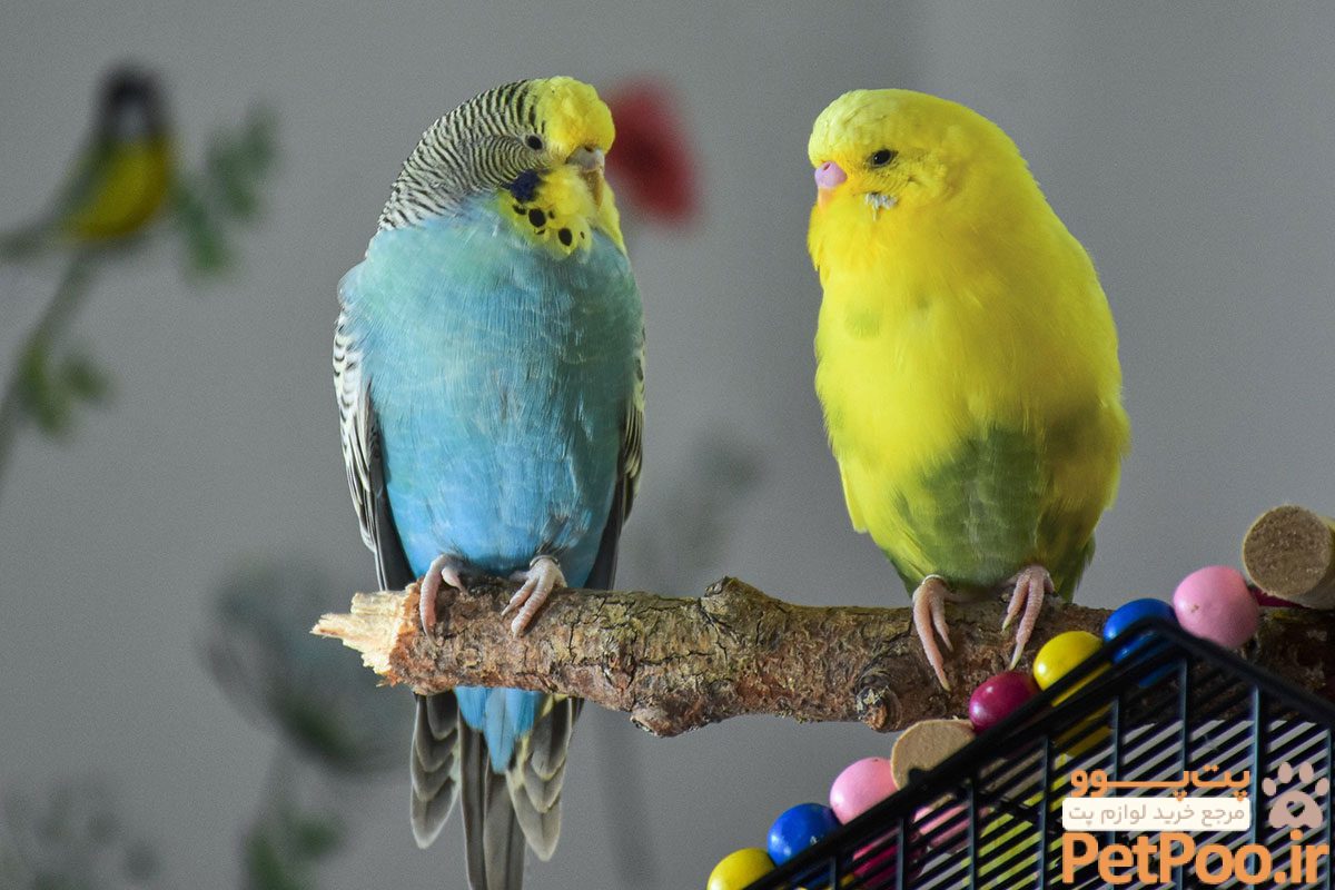 معرفی کامل مرغ عشق (Budgie): همه چیز درباره مرغ عشق 3 معرفی مرغ عشق