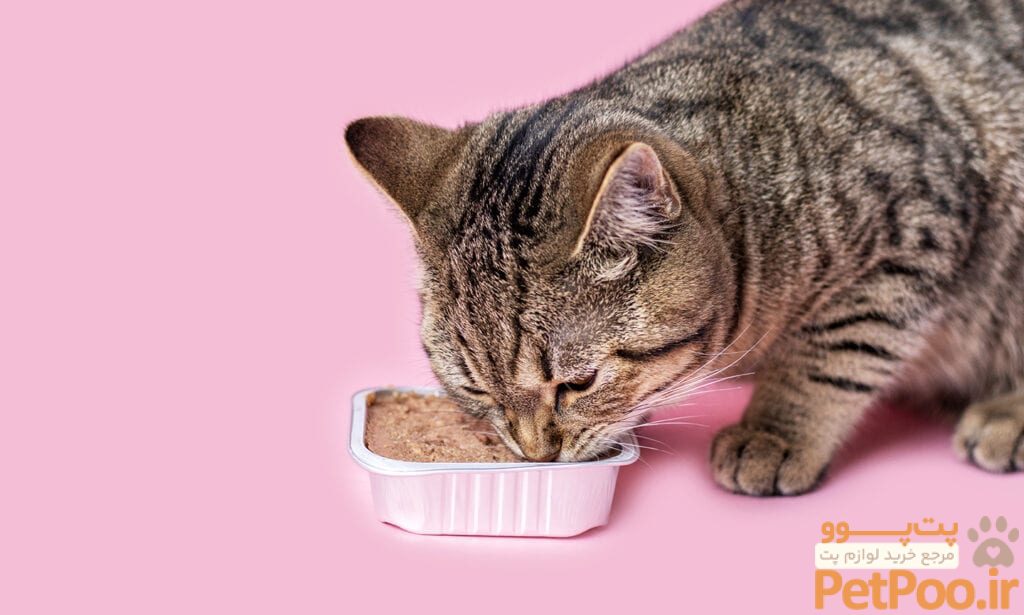 Do Cats Need Wet Food? 5 Benefits of Wet Cat Food | BeChewy