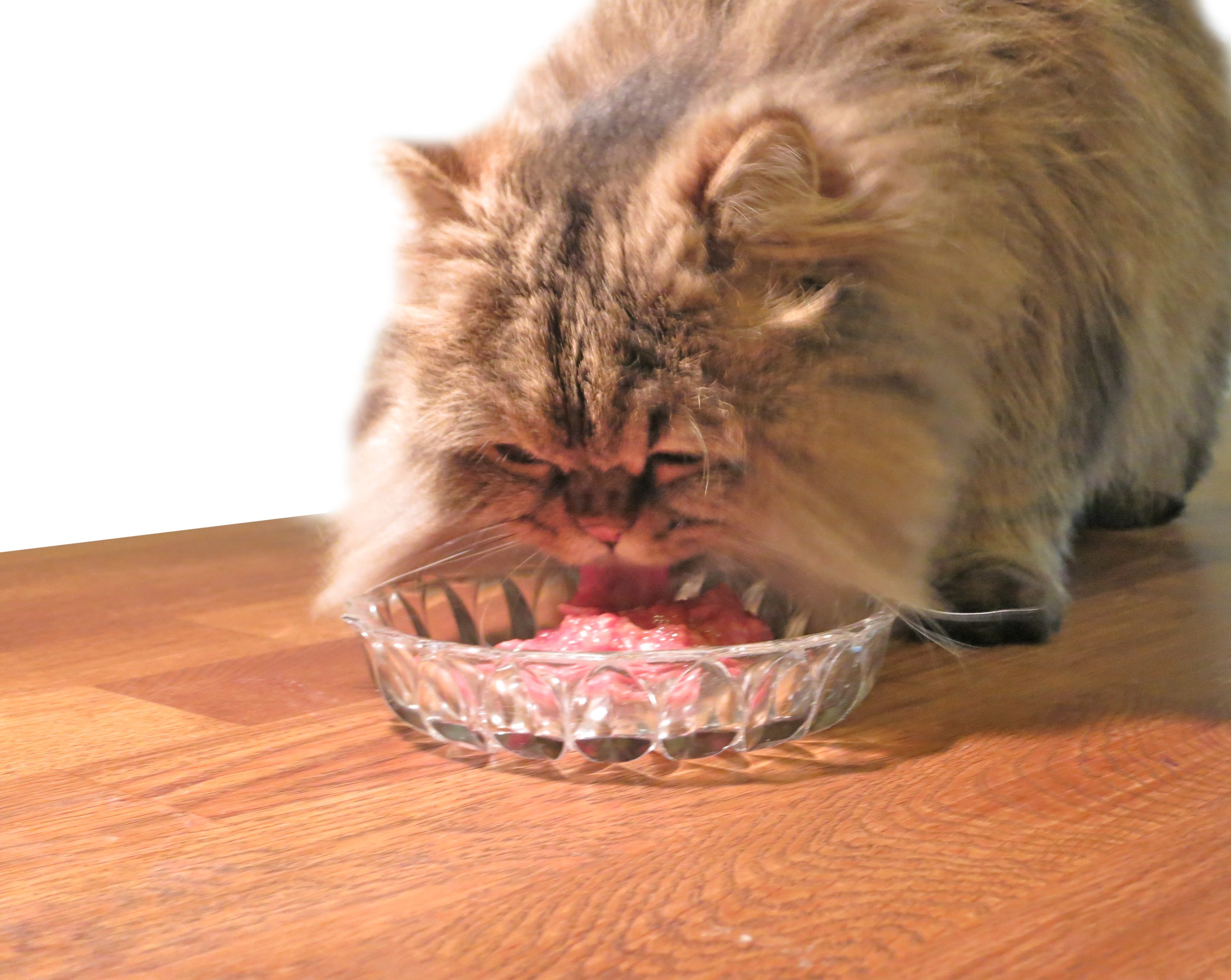 آیا غذای گربه خارجی بهتر است یا ایرانی؟ 3 Why I feed My Cat Raw Meat | Meow Lifestyle