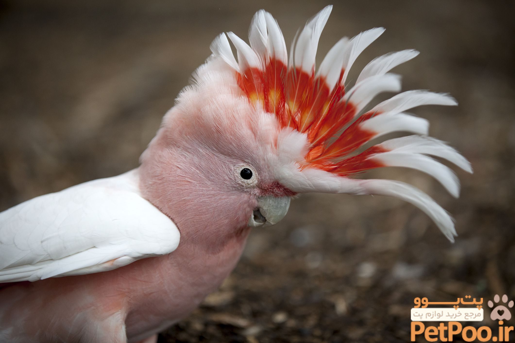 راهنمای خرید کاکادو (Cockatoos) 1 راهنمای خرید کاکادو (Cockatoos)