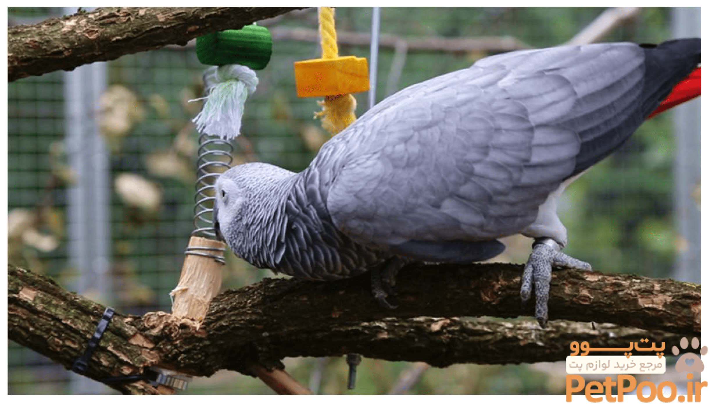 معرفی کامل طوطی کاسکو (Grey Parrot): همه چیز درباره این نژاد 3 توضیحاتی درباره طوطی کاسکو