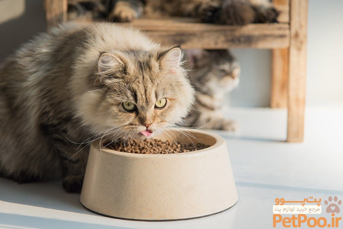 persian cat eating ANURAK PONGPATIMET Shutterstock