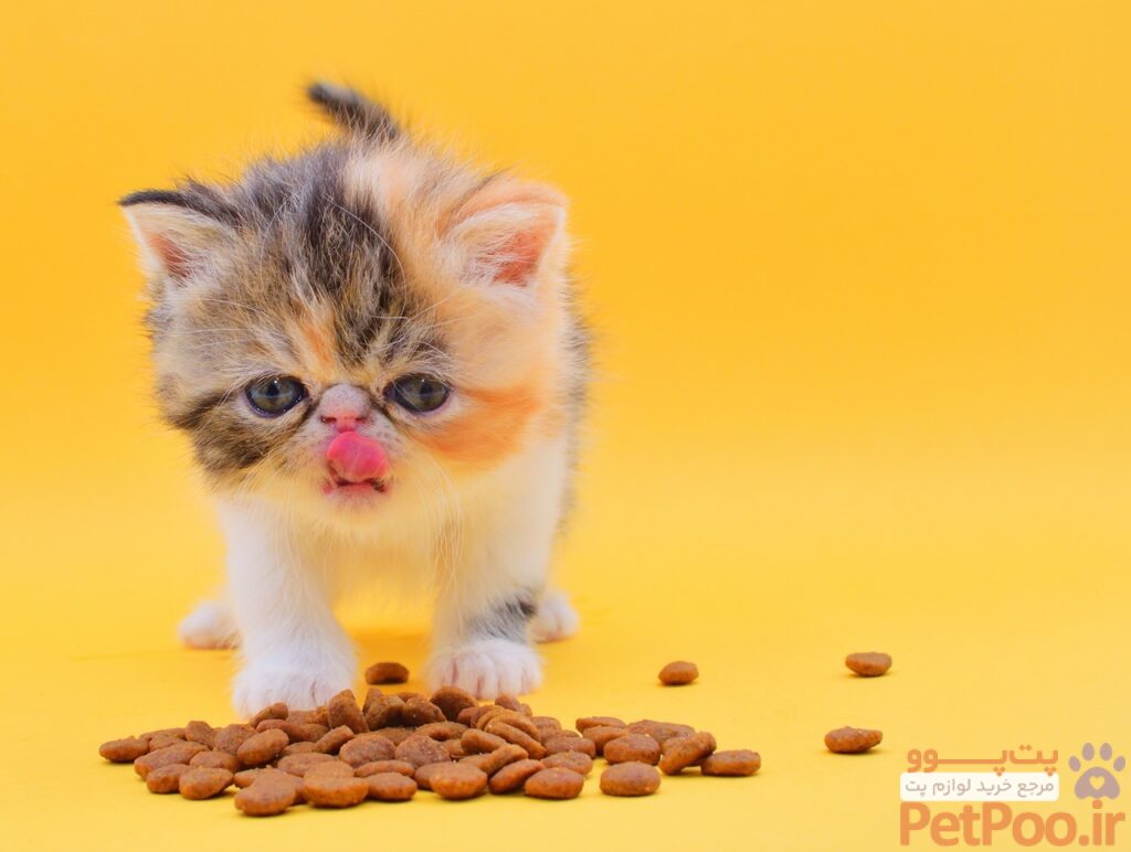 آیا غذای گربه خارجی بهتر است یا ایرانی؟ 5 persian kitten cute