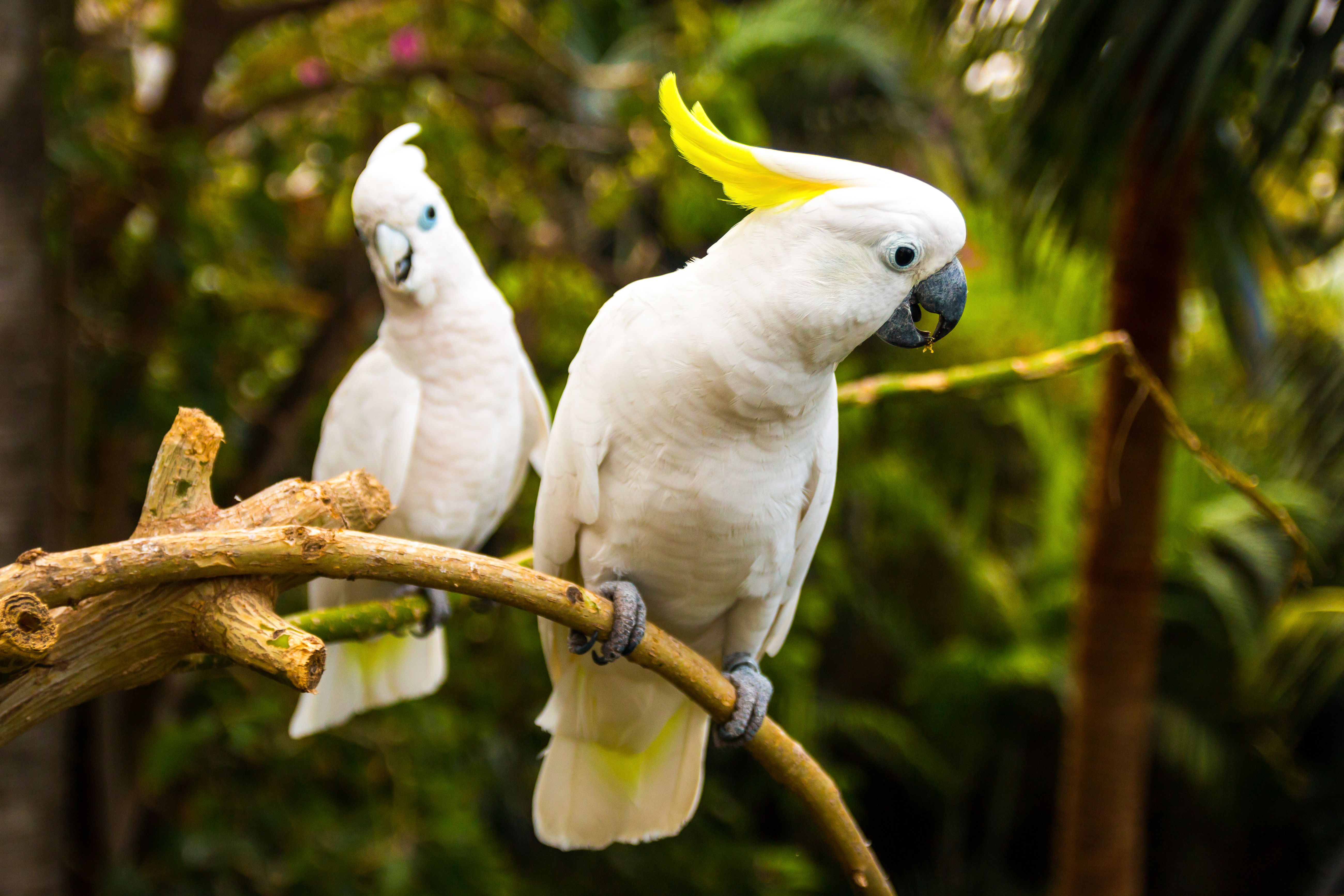 راهنمای خرید کاکادو (Cockatoos) 3 خرید کاکادو