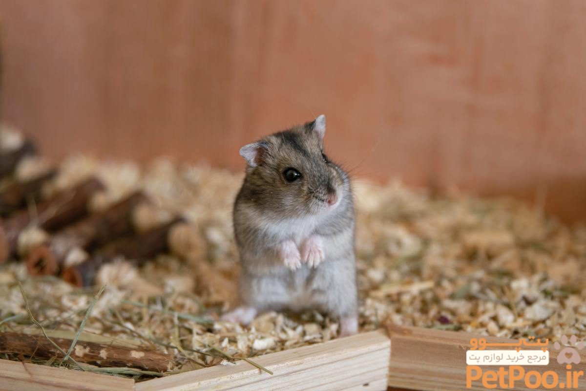 1 potty train a hamster