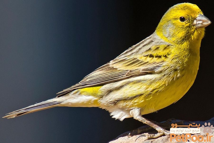 معرفی قناری (Canary): همه چیز درباره این نژاد 1 قناری ها، بانمک های ریزه میزه هستند
