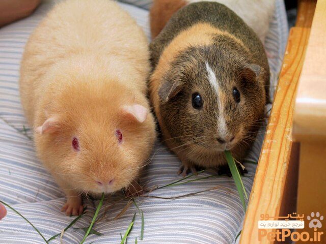 معرفی نژادهای مختلف خوکچه هندی: چند نوع خوکچه هندی داریم؟ 5 640px Two adult Guinea Pigs 28Cavia porcellus29