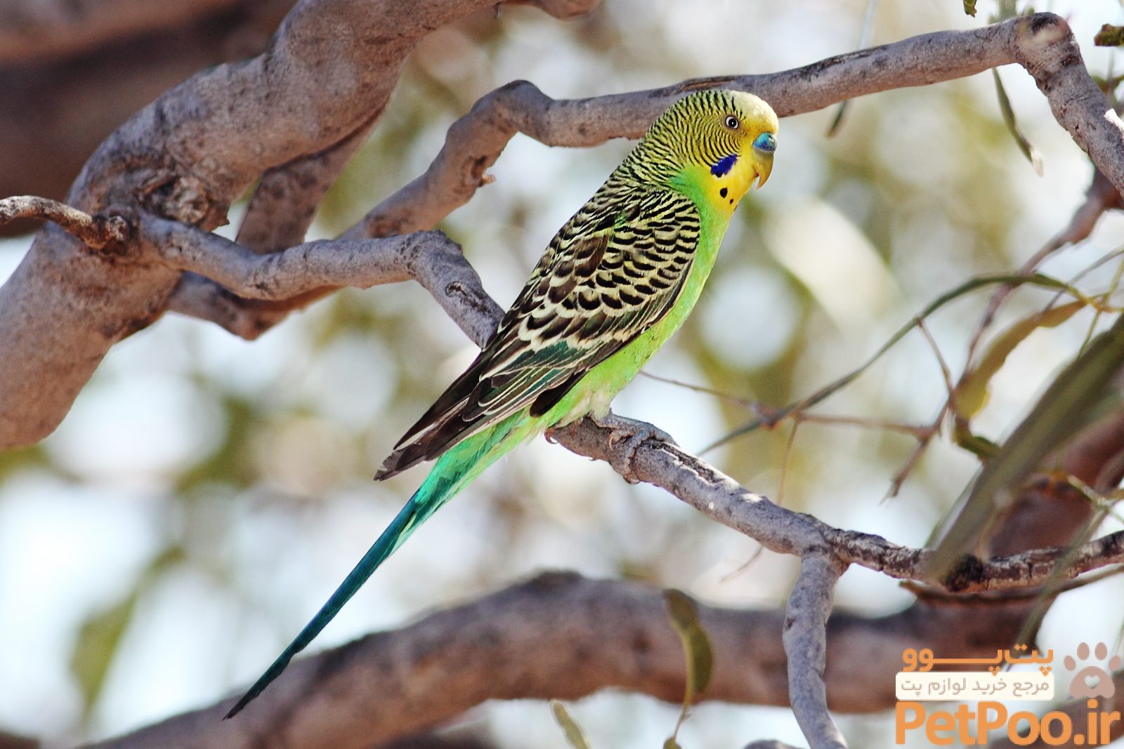 معرفی کامل مرغ عشق (Budgie): همه چیز درباره مرغ عشق 1 معرفی کامل مرغ عشق (Budgie): همه چیز درباره مرغ عشق