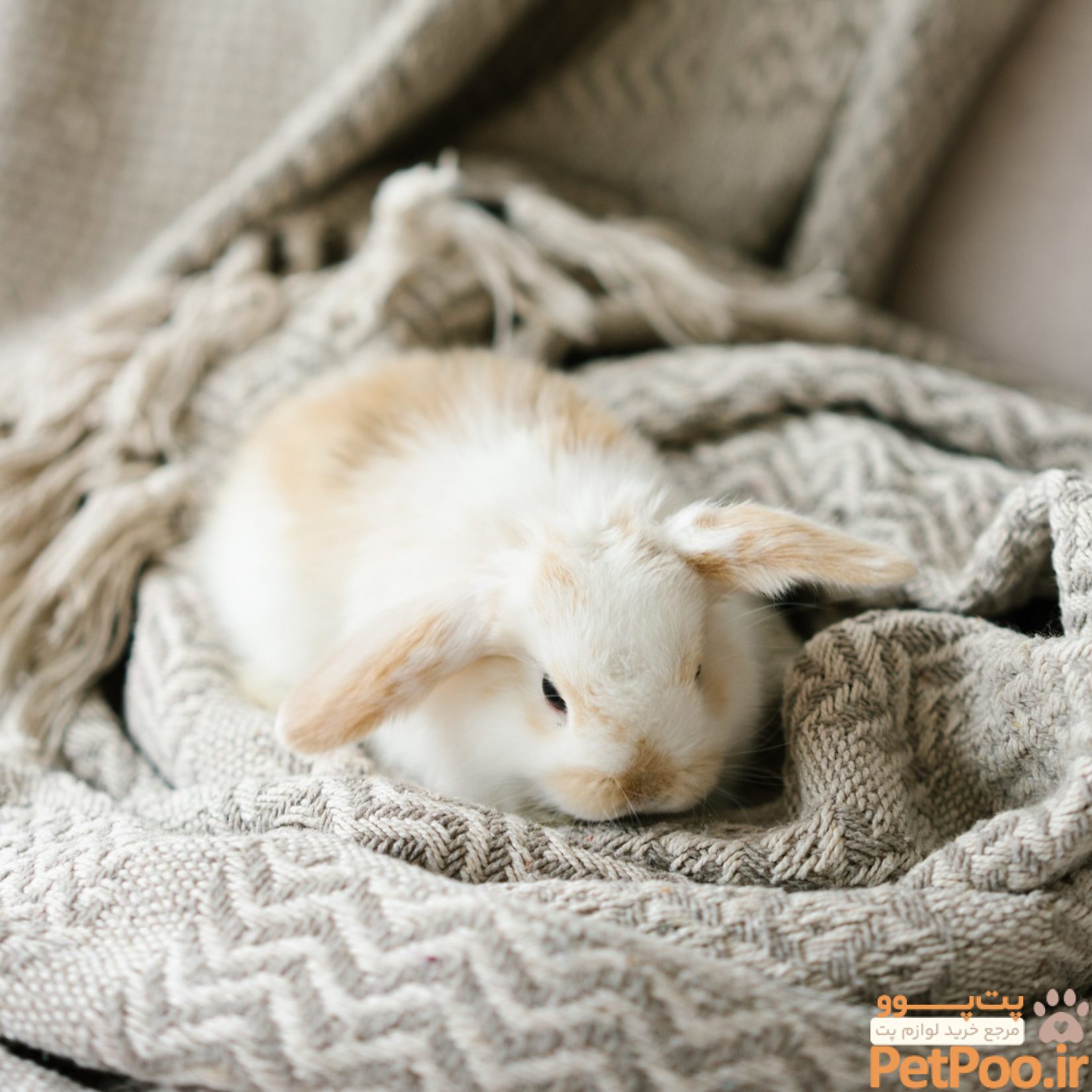 راهنمای درمان سرما خوردگی خرگوش در منزل 3 Keeping a rabbit warm scaled e1664535703255