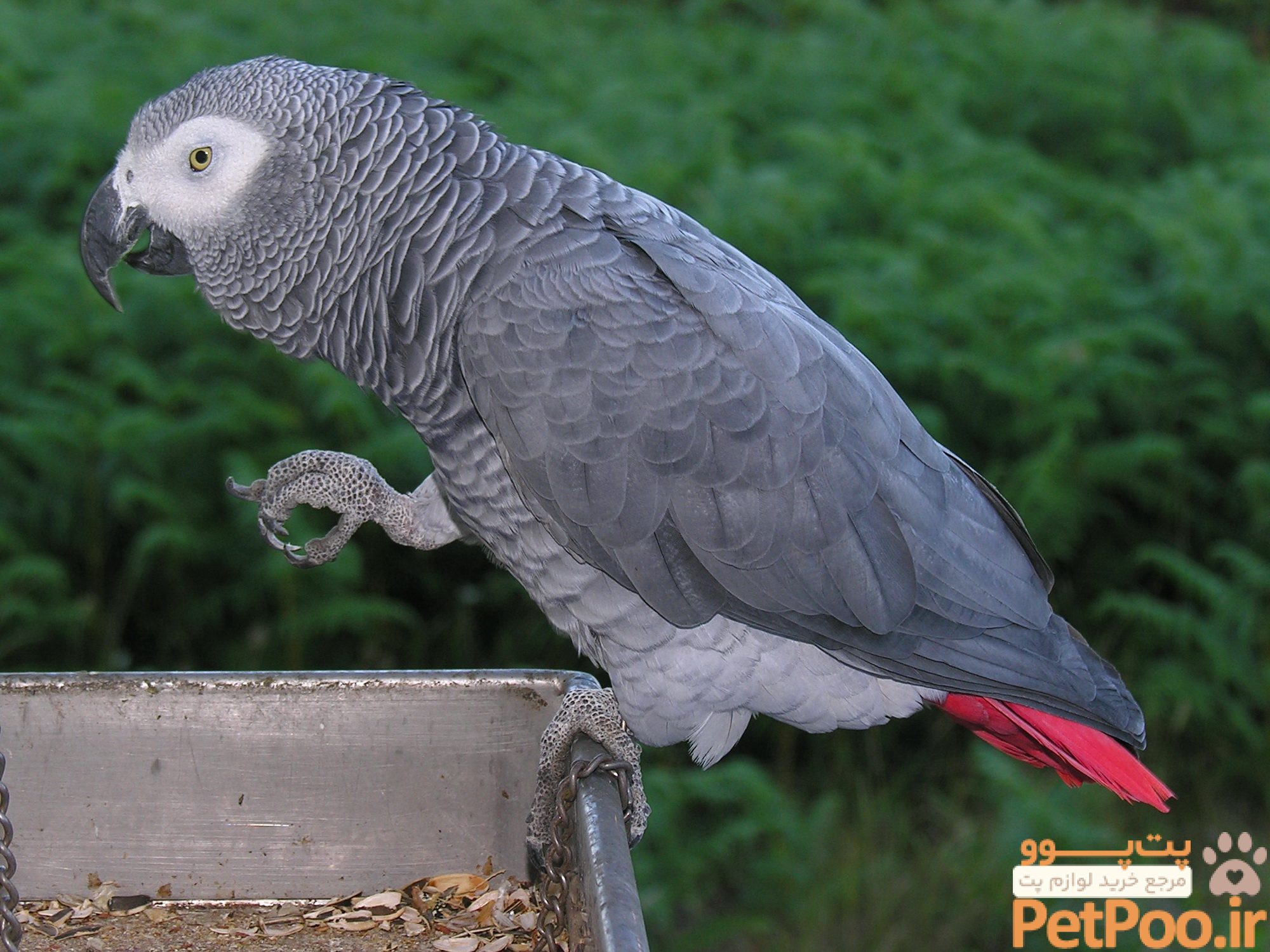 معرفی کامل طوطی کاسکو (Grey Parrot): همه چیز درباره این نژاد 1 معرفی کامل طوطی کاسکو (Grey Parrot): همه چیز درباره این نژاد