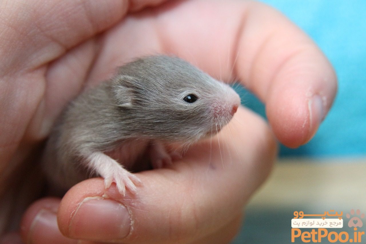 baby hamster