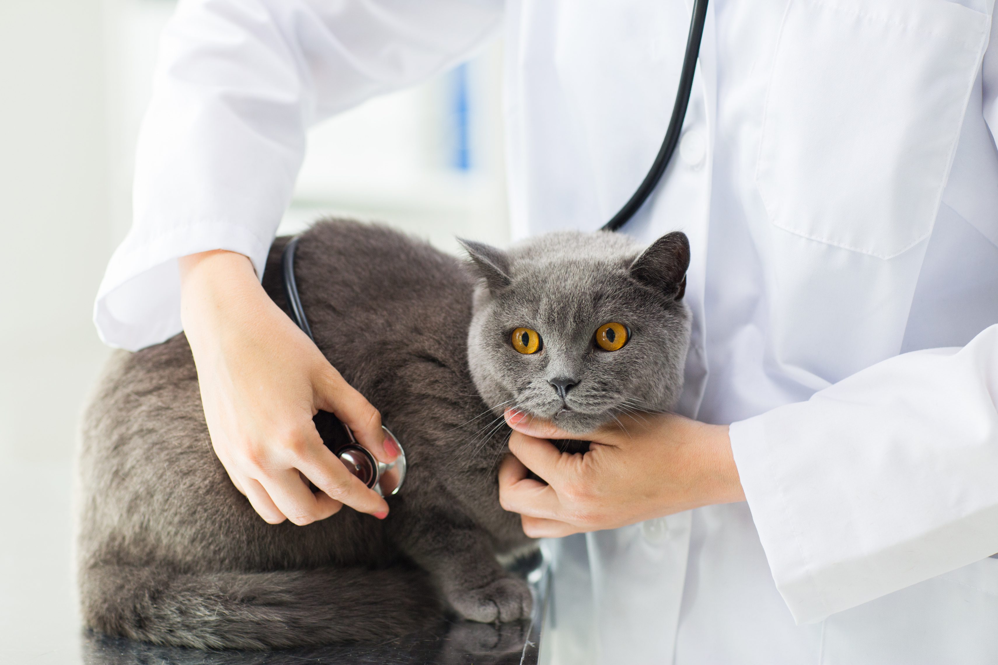 برای هضم غذای گربه چه کنیم؟ 4 cat with digestive issues