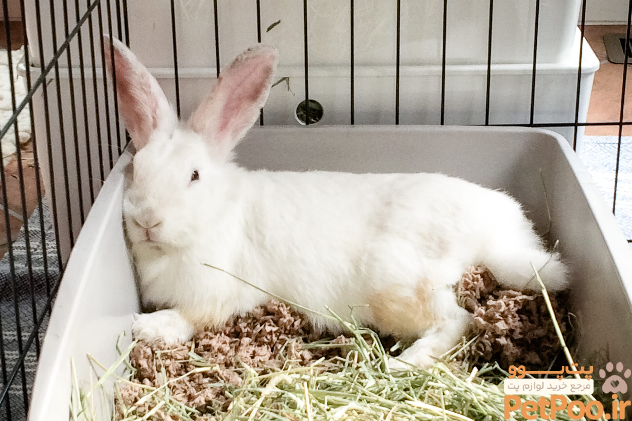 چگونه به خرگوش آموزش دستشویی بدهیم؟ 2 cc Keithius 29590570815 chuck asleep in his litter box closeup 2016 09 10 bunny rabbit houserabbit pet scaled