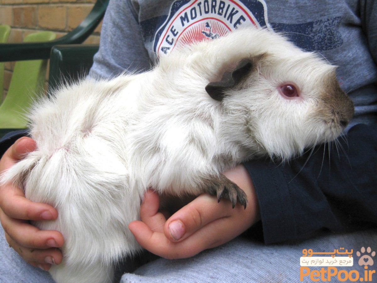 معرفی نژادهای مختلف خوکچه هندی: چند نوع خوکچه هندی داریم؟ 2 cute guinea pig names