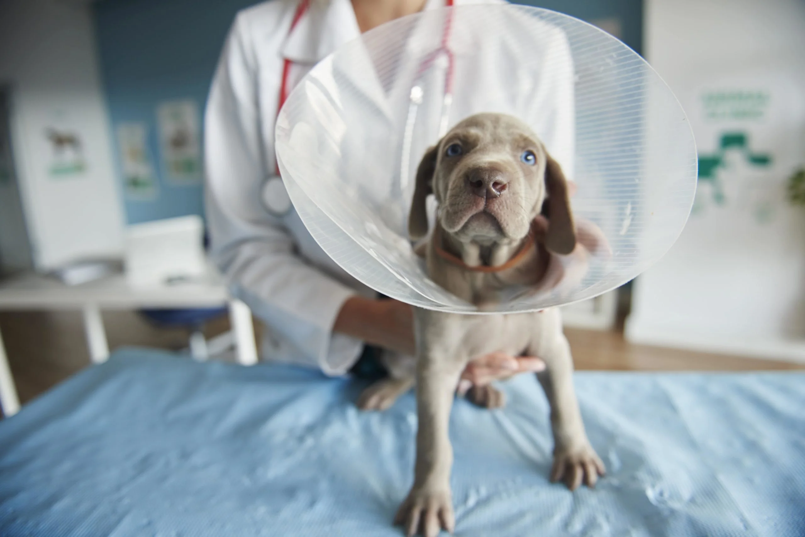 مزایا و معایب عقیم سازی حیوانات خانگی چیست؟ 4 dog castration postoperative period scaled.jpg
