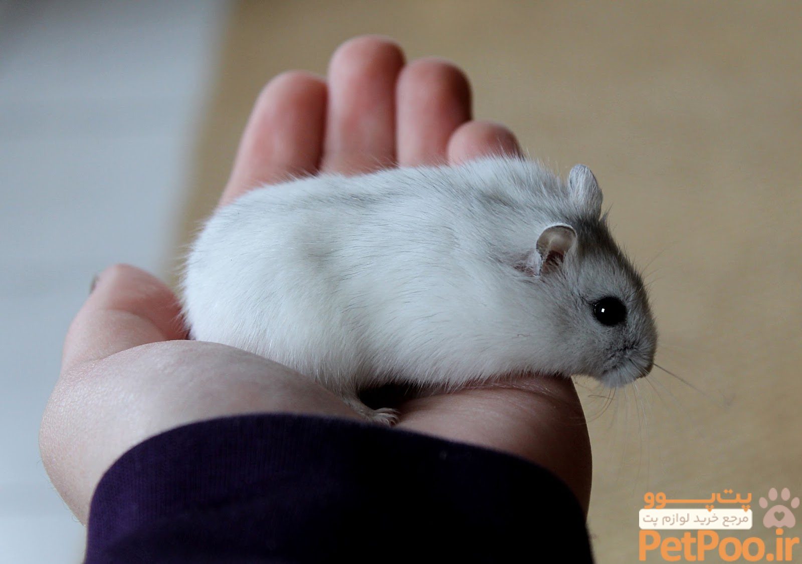 dwarf hamster cute