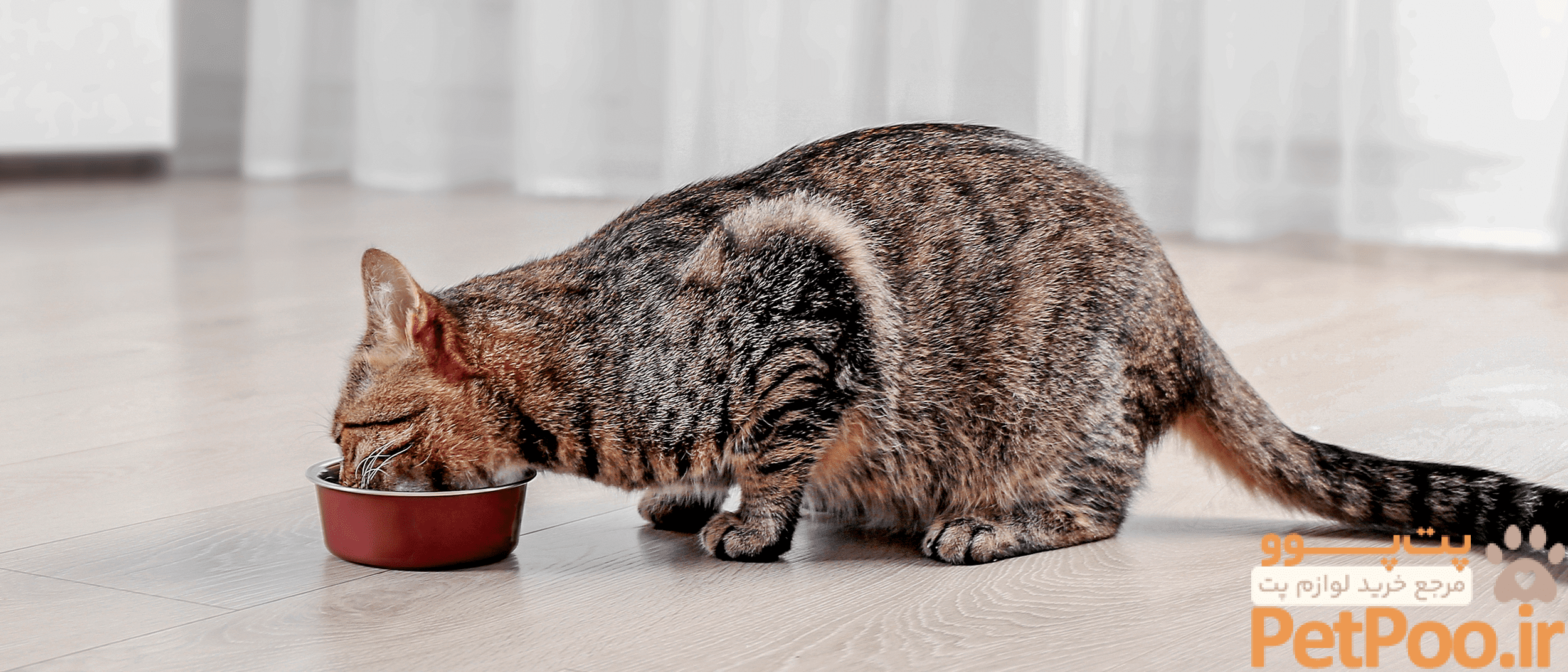 برای هضم غذای گربه چه کنیم؟ 1 ec53h how your cat s diet supports their digestion hero cat
