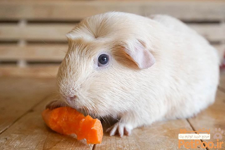 معرفی نژادهای مختلف خوکچه هندی: چند نوع خوکچه هندی داریم؟ 3 english crested guinea pig l