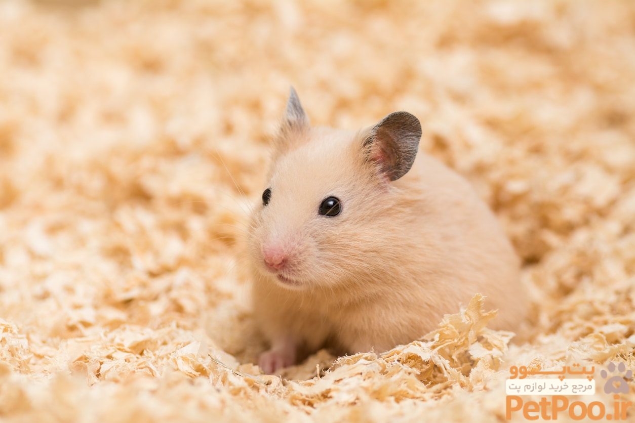 golden.hamsterjpg