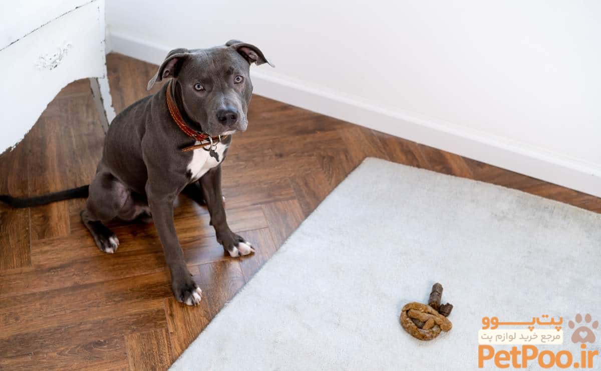راههای جلوگیری از مدفوع خواری سگ 4 gray pit bull dog poops on the carpet rug in living room looking guilty up at camera jpg