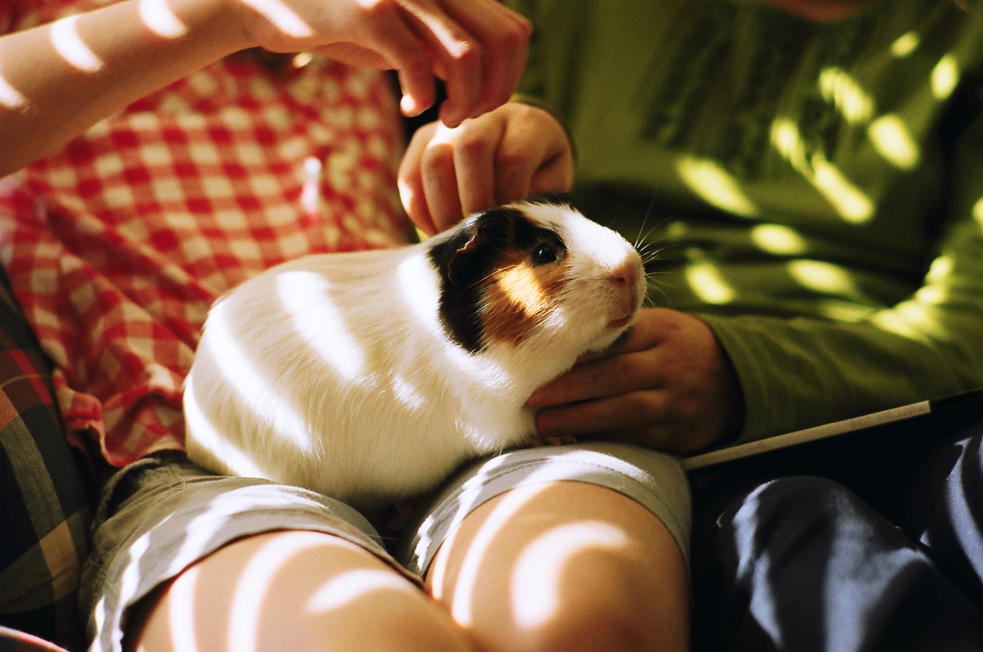 معرفی نژادهای مختلف خوکچه هندی: چند نوع خوکچه هندی داریم؟ 1 guinea pig breeds american guinea pig 156414947 1634140507