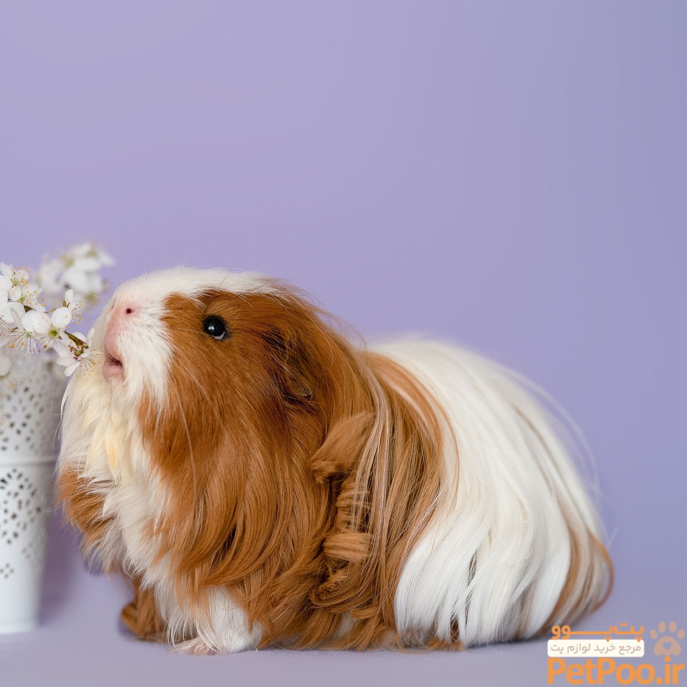 معرفی نژادهای مختلف خوکچه هندی: چند نوع خوکچه هندی داریم؟ 4 guinea pig breeds sheltie silkie guinea pig