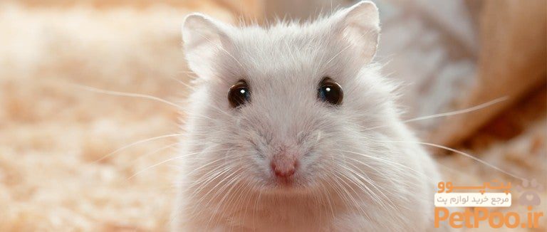 آیا همستر هم پریود (عادت ماهانه) میشود؟ 3 hamster 540188