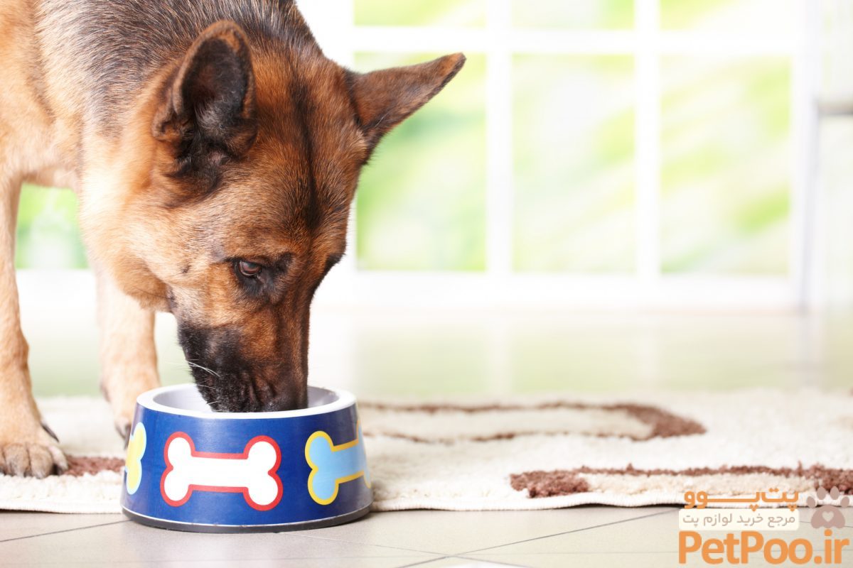 برای هضم غذای سگ چه کنیم؟ 3 hawaii wahiawa pet hospital1 0 scaled