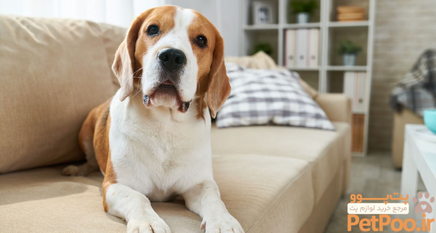 آیا نگهداری از حیوانات خانگی در آپارتمان ممنوع است؟ 1 pet friendly apartment amenities