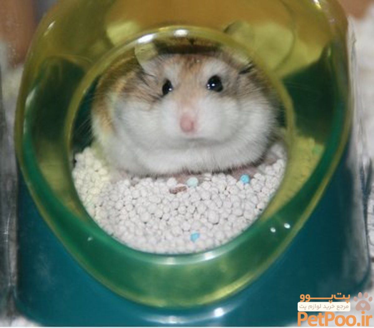 potty train a hamster