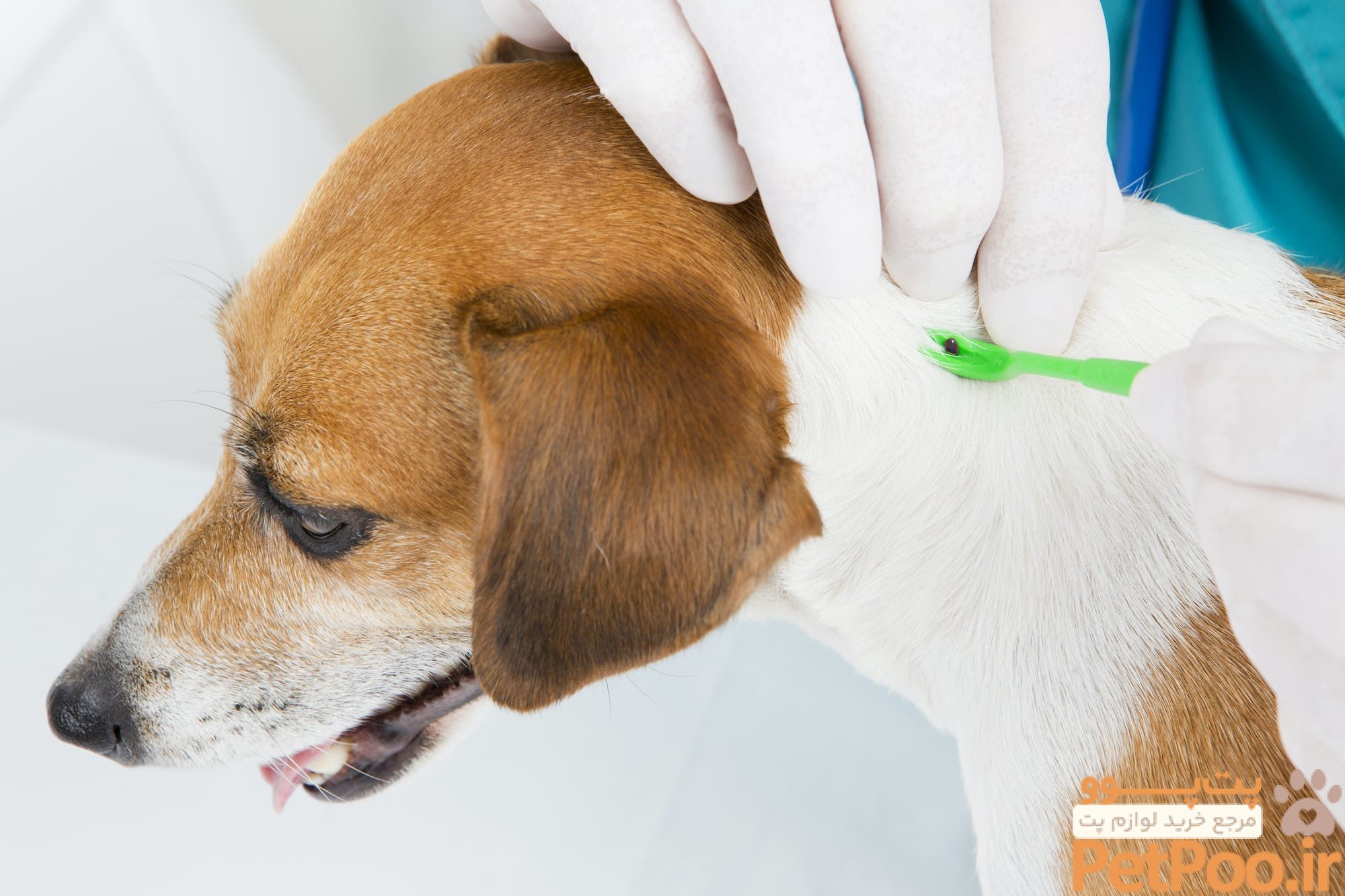 راههای انتقال بیماری از سگ به انسان چیست؟ 4 removing tick from dog